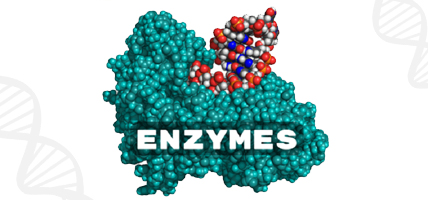 Enzyme Activity Assay Kit - Fast, Reliable